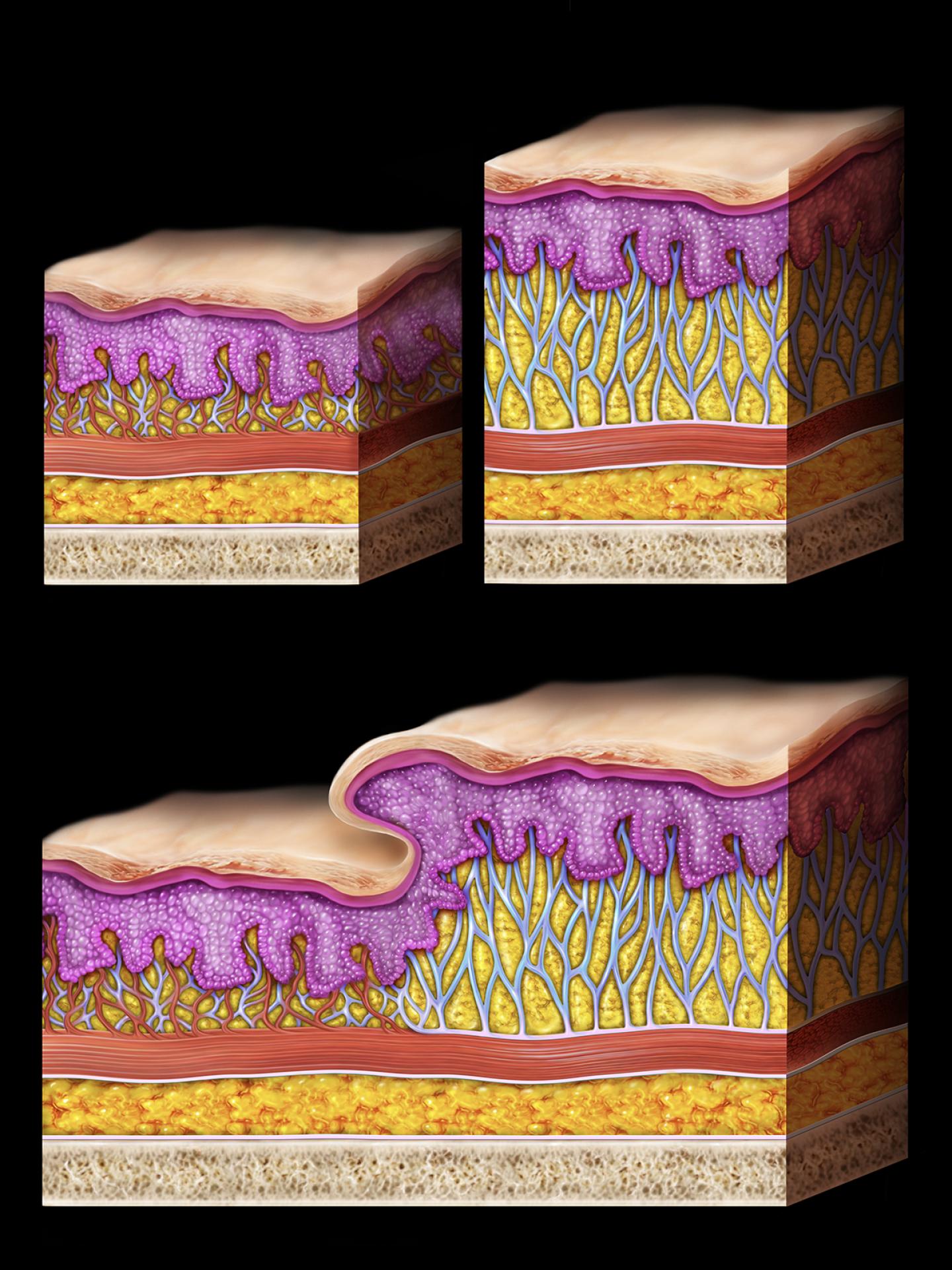 TITAN Health Awards Winner - Evolus Academy Aesthetics Education on Facial Anatomy 4