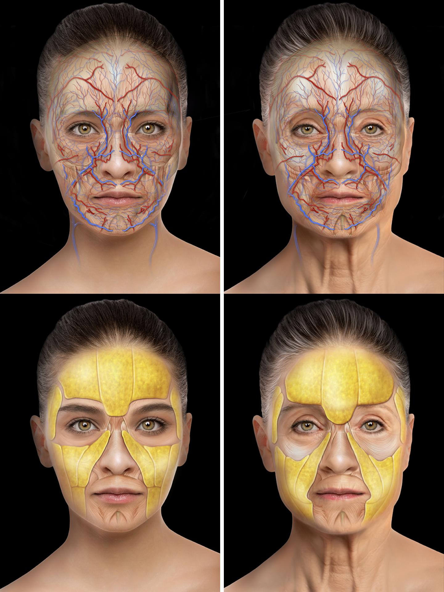 TITAN Health Awards Winner - Evolus Academy Aesthetics Education on Facial Anatomy 3