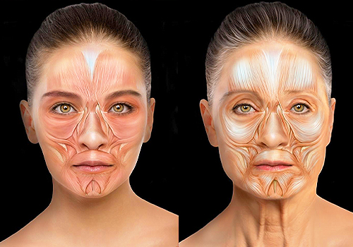 Evolus Academy Aesthetics Education on Facial Anatomy, Healthcare Awards Winner